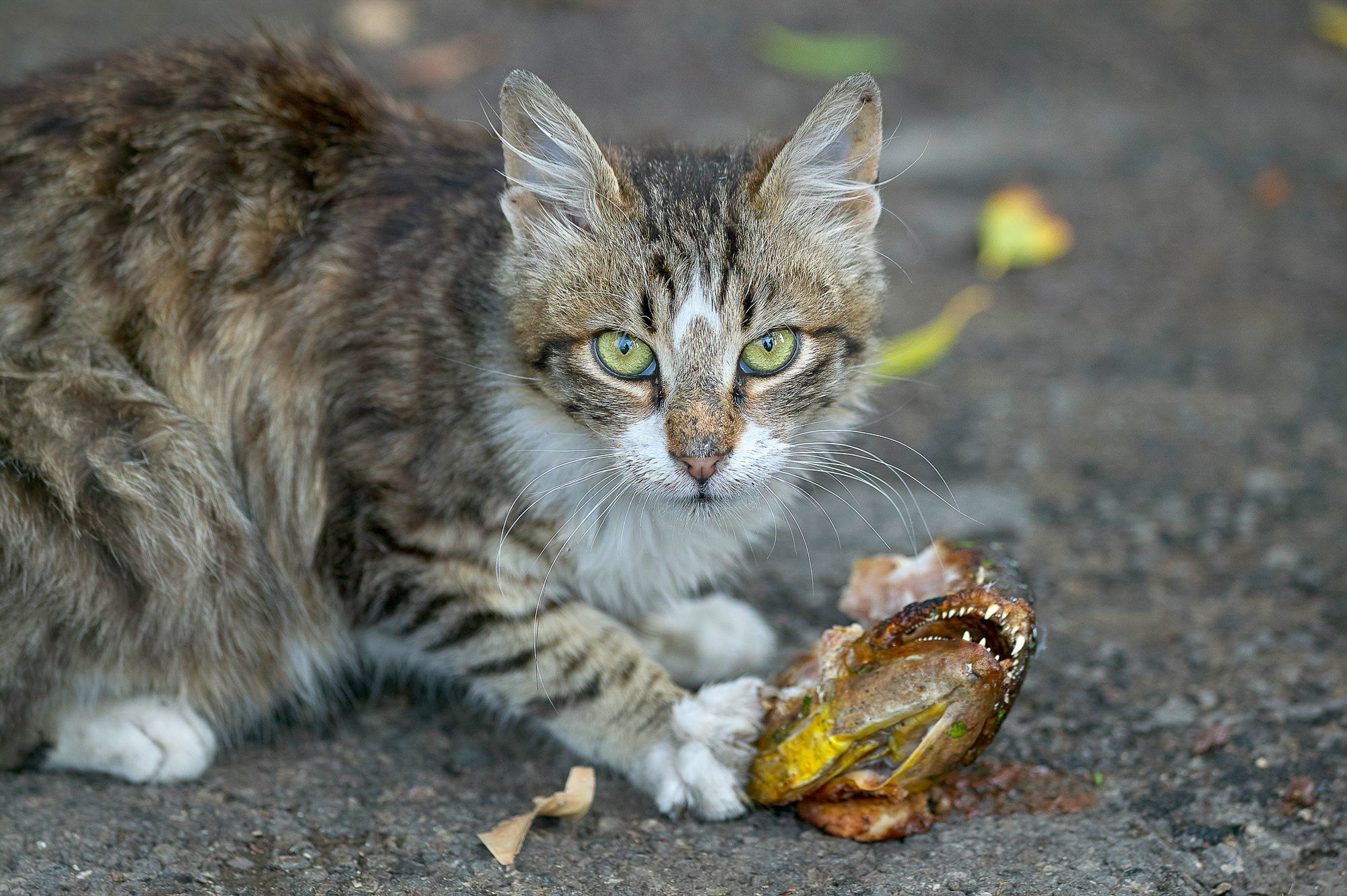 heute gibt's Fisch, Rhodos